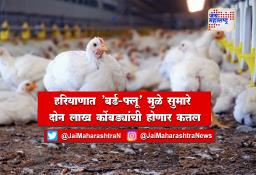 हरियाणात ‘बर्ड-फ्लू’मुळे सुमारे दोन लाख कोंबड्यांची होणार कत्तल