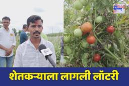 Chhtrapati Sambhajinagar: टोमॅटोचा सर्वाधिक दर, पैठणच्या खादगांव येथील शेतकऱ्याला लागली लॉटरी