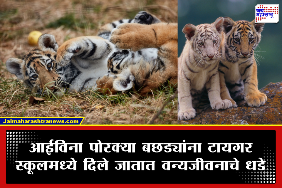 Tiger School म्हणजे चक्क वाघोबांची शाळा! इथे वाघाच्या बछड्यांना दिलं जातं प्राथमिक ते पदवीपर्यंतचं शिक्षण… जाणून घ्या सविस्तर