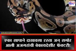 Shocking! घरातच केली तब्बल 309 अजगरांची पैदास; वाढीव वीज बिलामुळे उघडकीस आले वन्यजीव तस्करीचे मोठे रॅकेट