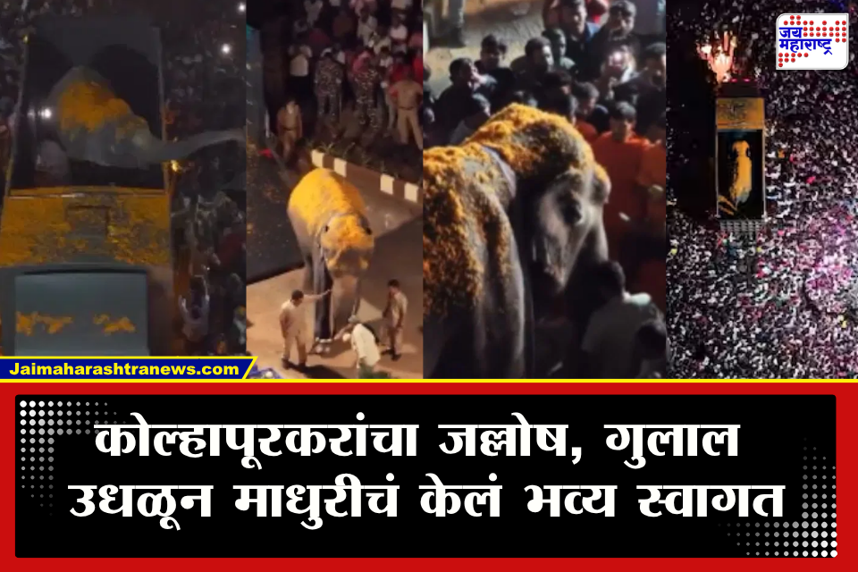 Kolhapur Madhuri Elephant : गुलालाची उधळण, जयघोष अन् हजारोंची गर्दी! माधुरी हत्ती नांदणीच्या मठात दाखल; कोल्हापूरकरांनी केलं दणक्यात स्वागत    