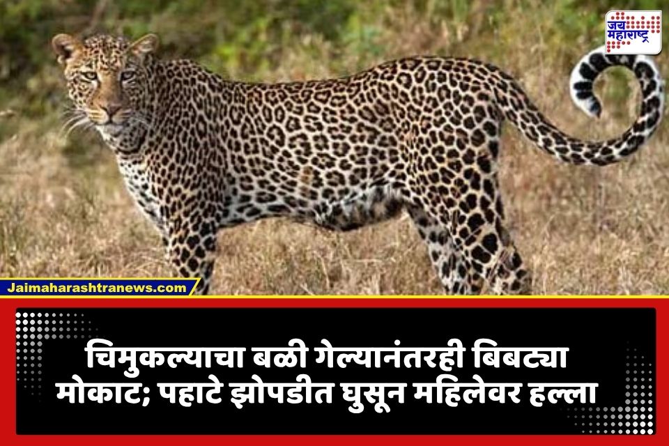 Dhule Leopard Attack : चिमुकल्याचा बळी गेल्यानंतरही बिबट्या मोकाट; पहाटे झोपडीत घुसून महिलेवर हल्ला, धुळ्यात खळबळ