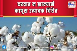 दरवाढ न झाल्याने कापूस उत्पादक चिंतेत