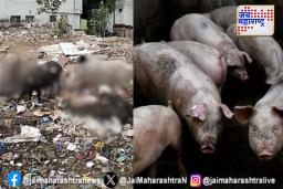कोथरूढमधील डुकरांच्या मृत्यूचं गूढ उलगडलं