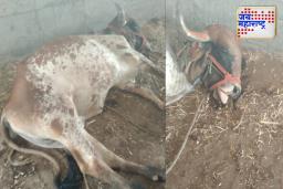 धारुर हादरलं: कामधेनू गोशाळेत 29 गायींचा अचानक मृत्यू, विषबाधेचा संशय