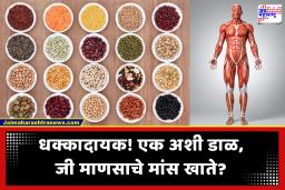 ‘माणसाचे मांस खाणारी डाळ’ रोजच्या जेवणात? जाणून घ्या IAS च्या मुलाखतीत विचारलेल्या या प्रश्नामागचे वैज्ञानिक सत्य!