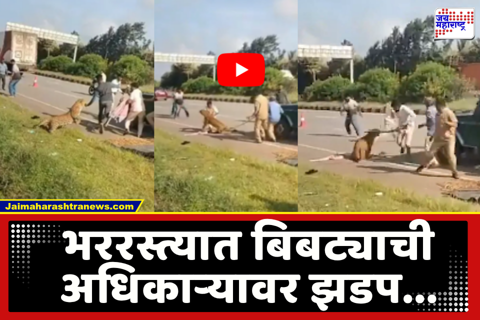 Leopard Attacks Viral Video : वर्दळीच्या मार्गावर बिबट्याचा वावर, हायवेच्या कडेला बसलेल्या बिबट्याची अचानक वन अधिकाऱ्यावर झेप; व्हिडीओ समोर