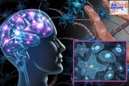 Kerala Brain Eating Amoeba Cases : केरळमध्ये ‘मेंदू खाणाऱ्या अमीबा’चा कहर; 19 रुग्णांचा मृत्यू, आरोग्य विभागाकडून अलर्ट