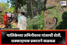 Ganja Farming: धक्कादायक! मुंबईत पालिकेच्या जमिनीवर चक्क गांजाची शेती; नगरसेविकेच्या सतर्कतेमुळे फुटलं बिंग