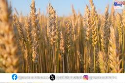 गव्हाच्या किमती नियंत्रित करण्यासाठी सरकारने घेतला मोठा निर्णय! साठवणुकीची नवीन मर्यादा केली निश्चित