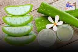 Aloe vera for Skin : उन्हाळ्यात त्वचा चमकदार ठेवण्यासाठी कोरफडीचा वापर कसा करावा?