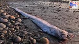 Doomsday fish : जगभरात डूम्स डे फिशची चर्चा! ओअरफिश खरंच आपत्तीचा इशारा देतो का?
