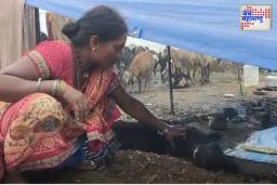 रात्रभर झालेल्या पावसामुळे मेंढ्यांचे हाल; ग्रामीण भागातील जनजीवन विस्कळीत