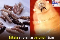 Flesh-eating Screwworm Parasite: धक्कादायक! जिवंत माणसांना खातो ‘हा’ किडा; मेक्सिकोमध्ये आढळले 5 हजार रुग्ण