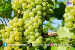 डोळ्यांच्या आरोग्यासाठी ‘या’ फळाचे सेवन गुणकारी