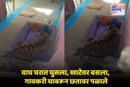 Tiger Attack : वाघाचा आधी तरुणावर हल्ला, नंतर घरात घुसला खाटेवर बसला, गावकरी घाबरून छतावर पळाले; पुढे काय झालं?