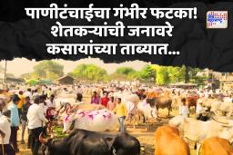 पाचोडच्या बैल बाजारात मंदी! दुभत्या जनावरांचे दर घसरले, कसाईंचा भरणा वाढला