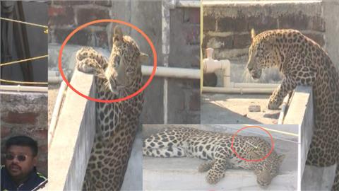 Nagpur Leopard Attacked : नागपूरमध्ये जखमी बिबट्याच्या रेस्क्यूचा थरार