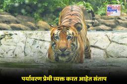 Tiger Shakti: राणीबागेत वाघ ‘शक्ती’ मृत; माहिती आठ दिवस लपवली?