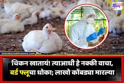 Bird Flu In Maharashtra : राज्यात बर्ड फ्लूचा कहर! नंदुरबारमध्ये केल्या तब्बल 1.93 लाखांहून अधिक कोंबड्या तर 8 लाख अंडी नष्ट; नागरिकांना सतर्कतेचा इशारा