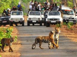 चंद्रपूर- ताडोबा कडेच पर्यटकांचा कल