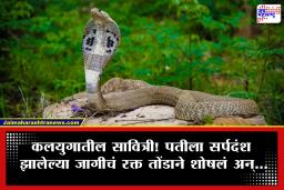 Snakebite : अजब धाडस! नवऱ्याला वाचवण्यासाठी पत्नीने तोंडाने शोषलं कोब्राचं विष; त्यानंतर…