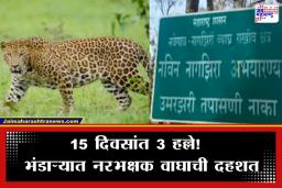 Bhandara Tiger Attack: भंडारा जिल्ह्यात वाघाची दहशत! 15 दिवसांत 3 जणांवर हल्ला; गावकरी आक्रमक, वनविभागाकडून शोध मोहीम सुरू