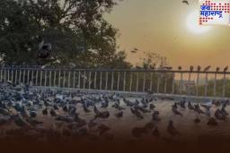 सार्वजनिक ठिकाणी कबुतरांना दाणे टाकणं पडलं महागात; BMC ने 107 जणांना ठोठावला दंड