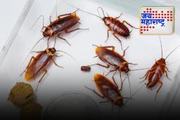 Tips and Tricks : घरात झुरळांचा सुळसुळाट झालाय? मग हे उपाय करा, झुरळं होतील गायब