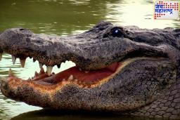 Crocodile Tears : मगरीच्या अश्रूंना खोटे अश्रू का म्हटले जाते? जाणून घ्या, या प्रसिद्ध म्हणीमागचे शास्त्रीय कारण