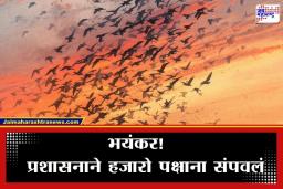 Bilaspur News: धक्कादायक! तब्बल 22,000 हून अधिक पक्षी मारले; काय आहे या कत्तलीमागचं कारण? वाचा