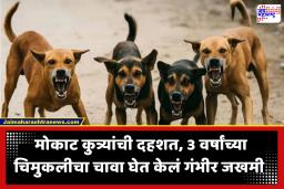 Stray Dog ​Terror  : सोयगाव तालुक्यात भटक्या कुत्र्यांचा थरार; 3 वर्षीय चिमुरडीवर दहा-बारा कुत्र्यांचा हल्ला, प्रकृती गंभीर
