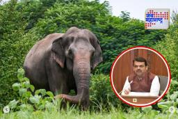 Mahadevi Elephant Kolhapur: सरकार संपूर्ण ताकद लावणार, महादेवी हत्तीणीला परत आणण्यासाठी मुख्यमंत्री फडणवीस सरसावले