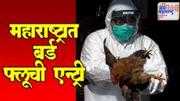Bird Flu Scare: महाराष्ट्रात माणसाला बर्ड फ्लूची लागण? धोका वाढला!