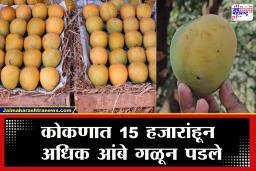 Mango Farmers : आधी पाऊस अन् आता उन्हाने आंबा खाल्ला! कोकणचा राजा हापूस यंदा निसर्गाच्या दुहेरी संकटात