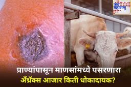 Anthrax Symptoms: गायी, म्हशी आणि शेळ्यांपासून पसरतो ‘हा’ प्राणघातक आजार; आरोग्य मंत्रालयाने सांगितली लक्षणे आणि प्रतिबंधात्मक उपाय