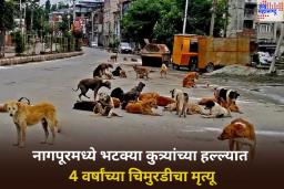 Stray Dogs Attack Girl: नागपूरमध्ये भटक्या कुत्र्यांचा 4 वर्षांच्या मुलीवर हल्ला; घटनेत निष्पाप चिमुरडीचा मृत्यू