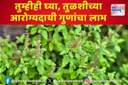 तुम्हीही घ्या, तुळशीच्या आरोग्यदायी गुणांचा लाभ