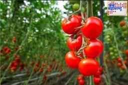 Eat Raw Tomato Everyday : दररोज एक तरी कच्चा टोमॅटो खा.. हृदयासाठी आश्चर्यकारक फायद्यांसह मूडही होईल फ्रेश
