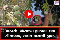 Bhiwandi: आंब्याच्या झाडावर चक्क सीताफळ! भिवंडीत घडला निसर्गाचा अनोखा चमत्कार, Viral video