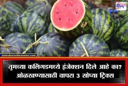 Is your watermelon safe? : सावधान! कलिंगड खातायं? ते कृत्रिमरित्या पिकवलंय की नैसर्गिकरित्या जाणून घ्या; अन्यथा होतील दुष्परिणाम