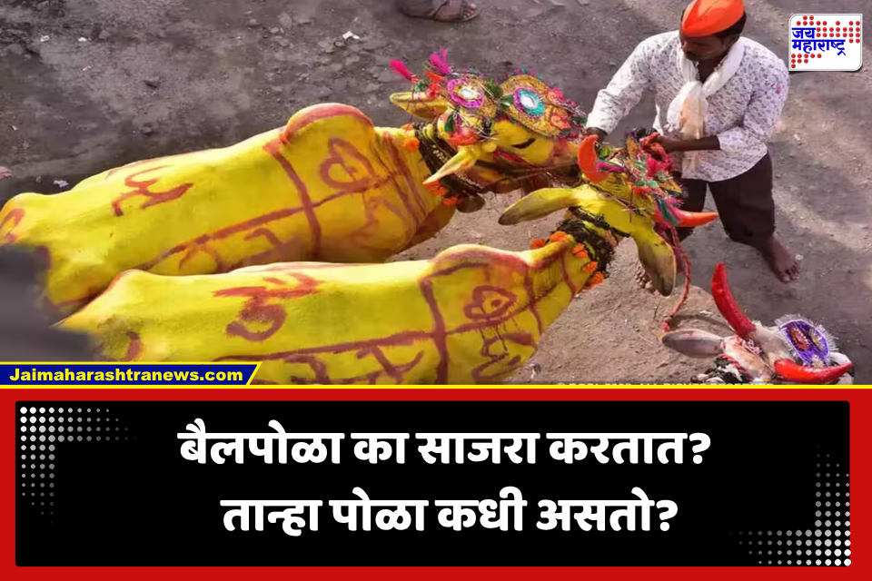 Bail Pola 2026: बैलपोळा आणि तान्हा पोळा म्हणजे काय? जाणून घ्या बैलपोळा सणाची मुख्य विधी, नैवेद्य…