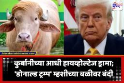 Donald Trump Buffalo: ‘डोनाल्ड ट्रम्प’ म्हशीची कुर्बानी टळली; मालकाला मिळणार नुकसानभरपाई, काय आहे नेमकं प्रकरण? वाचा