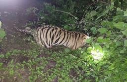 चंद्रपुरात एका वाघाचा मृत्यू; पुण्यात पाळीव कुत्र्यावर बिबट्याचा हल्ला