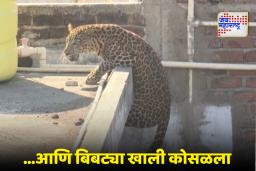 Nagpur Leopard Rescue : नागपूरमध्ये बिबट्याला पकडण्याचा थरार; बचावकार्यात वन विभागाला यश