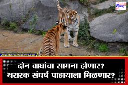 Chandoli : सह्याद्री व्याघ्र प्रकल्पात ‘सुभेदार’ परतला! ‘चंदा-सेनापती’च्या संसारात तिसऱ्याची ‘एन्ट्री’; आता वर्चस्वासाठी सेनापतीशी भिडणार?