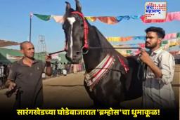 Sarangkheda Horse Market : अपार लोकप्रियता, करोडोंची किंमत आणि राजेशाही थाटामुळे सध्या होतेयं फक्त सारंगखेड्यातील ‘ब्रम्होसची’च चर्चा