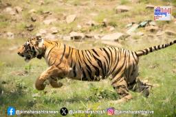 ‘नागझिरा’ अभयारण्यात दोन वाघांचा संशयास्पद मृत्यू