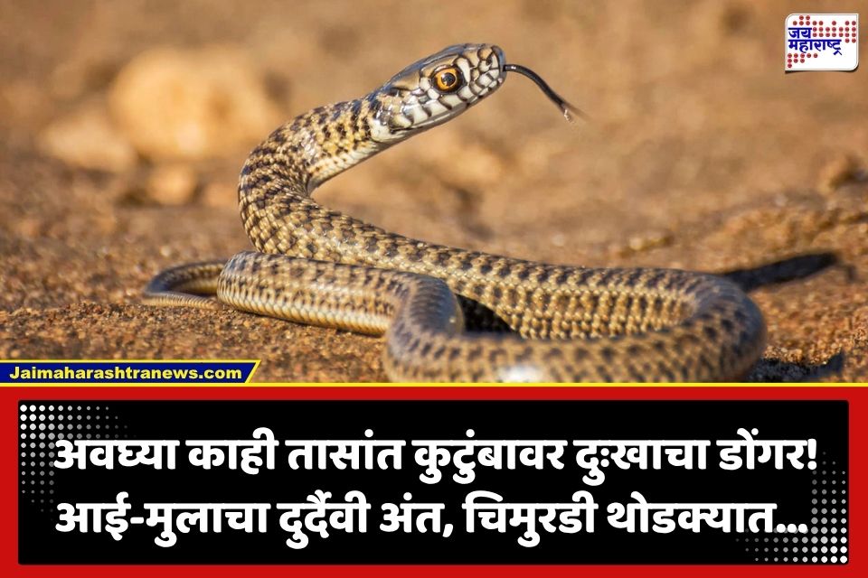 Snakebite Tragedy : नियतीचा क्रूर खेळ! सर्पदंशाने आई-मुलाचा करुण अंत; दीड वर्षांची चिमुरडी सुदैवाने बचावली, कुठे घडली घटना?