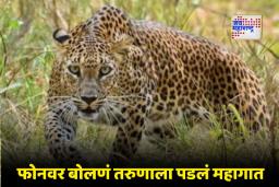 Leopard Attack: तरुण अंधारात फोनवर बोलत होता, बिबट्या आला अन्… जुन्नरमधील थरारक घटना